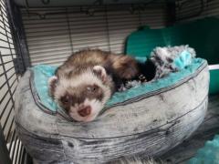 Ferret Stuff